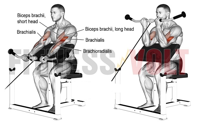 cable squats vs barbell squats
