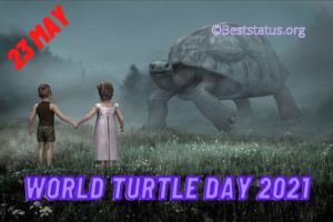 world turtle day quotes