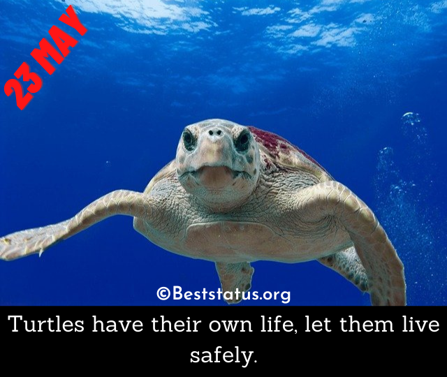 Best World Turtle Day 21 Quotes Wishes Messages And Images